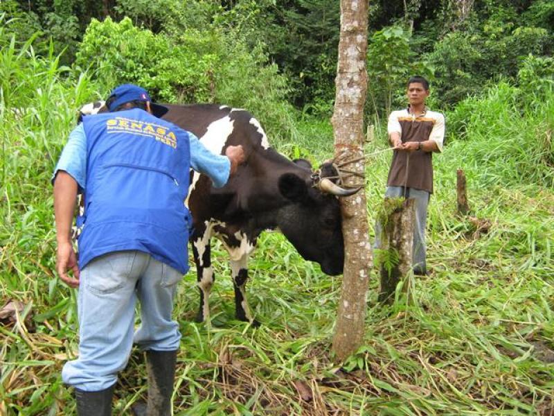 SENASA MANTIENE BAJO CONTROL LA RABIA SILVESTRE EN EL PERÚ