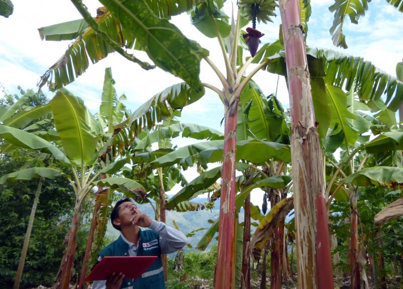 Senasa mantiene vigilancia fitosanitaria en cultivos de banano de comunidades nativas de Amazonas