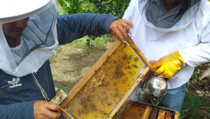 Senasa monitorea apiarios para descartar Loque Europea
