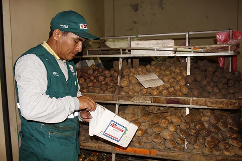 Senasa monitorea plaga de la papa para evitar que ingrese y se extienda en nuestro país