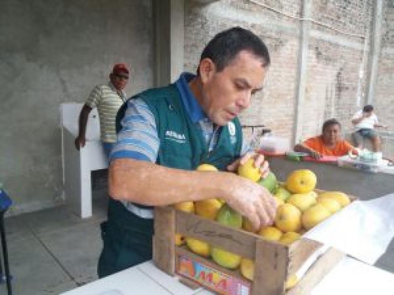 Senasa previene ingreso de mosca de la fruta a zonas reglamentadas de mango