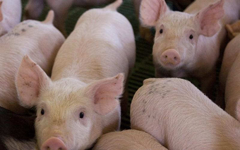 Senasa prohíbe importación de cerdos y sub productos de países afectados por la Peste Porcina Africana