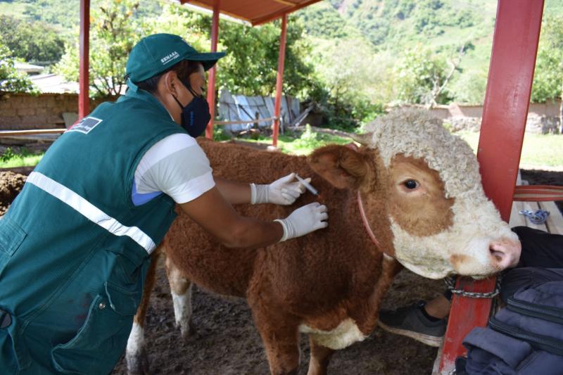 Senasa proyecta vacunar a 269.488 cabezas de ganado en 15 regiones endémicas