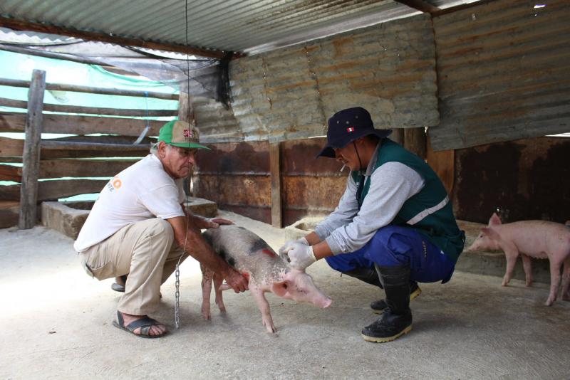 Senasa proyecta vacunar más de 77.315 cerdos contra peste porcina clásica en Cajamarca este año