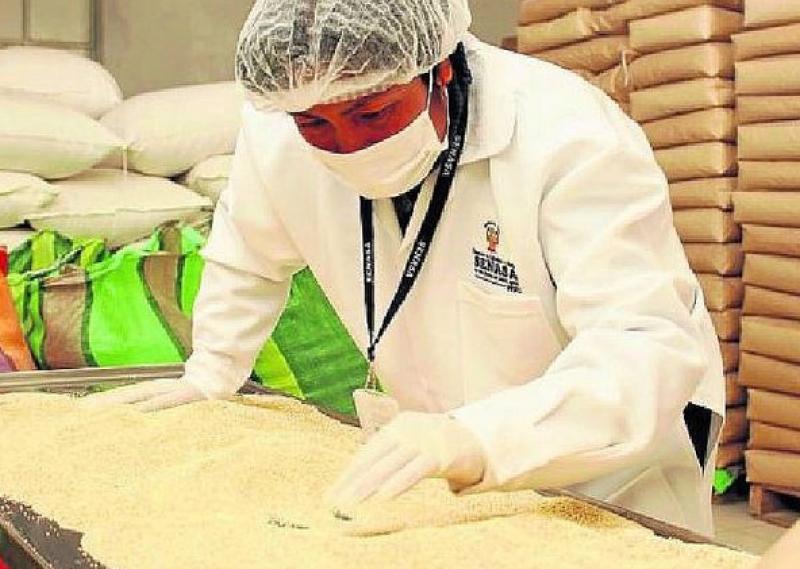 Senasa Puno certificó 988 toneladas de quinua para exportación