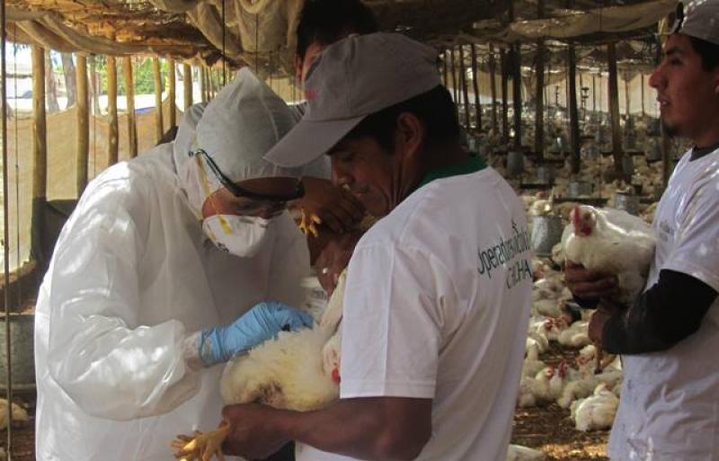 SENASA REALIZÓ SIMULACRO DE INFLUENZA AVIAR EN CHINCHA 