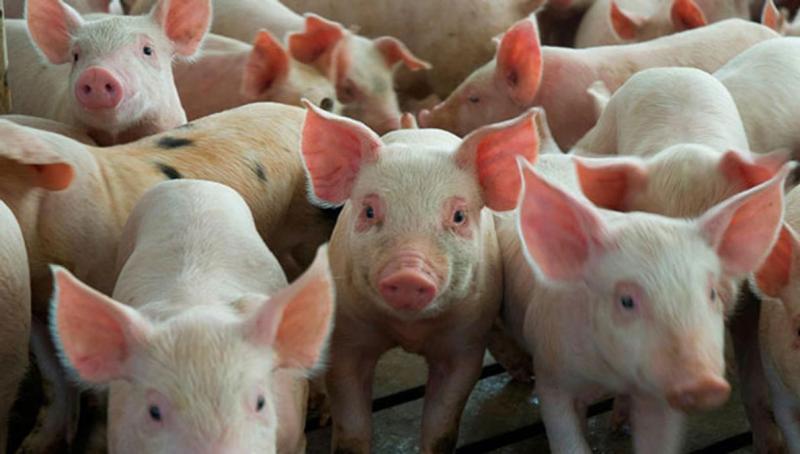 Senasa refuerza medidas para prevenir ingreso de peste porcina africana al país