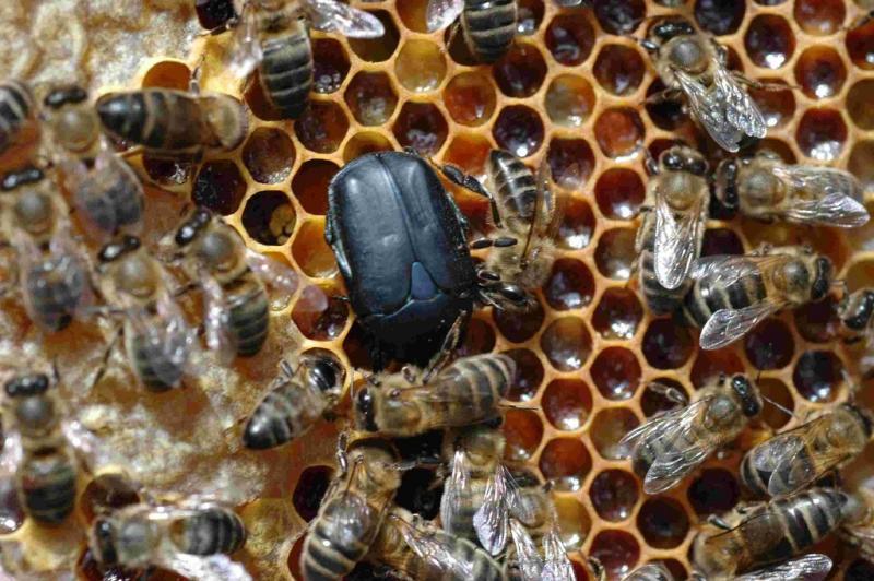 Senasa refuerza medidas preventivas para evitar ingreso de escarabajo de la colmena que dañaría producción apícola