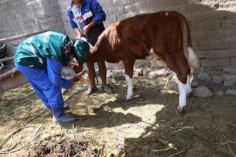 Senasa registra más 42 mil bovinos identificados en sistema de trazabilidad