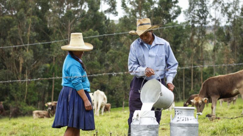 Senasa registró más de 4 mil establos lecheros en el país