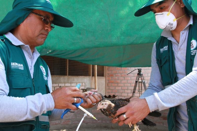 SENASA VACUNARÁ A  740 MIL AVES CONTRA ENFERMEDAD DE NEWCASTLE