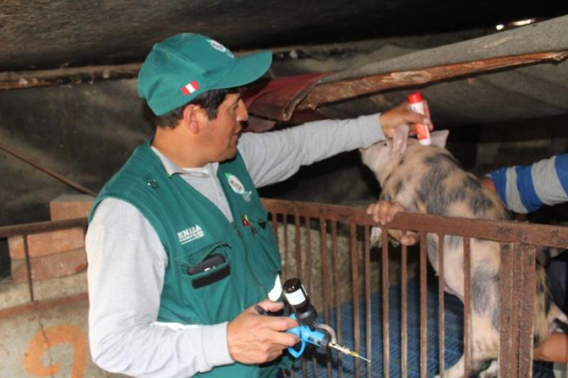 Senasa vacunó a 90 mil cerdos contra Peste Porcina Clásica en primeros cuatro meses del año