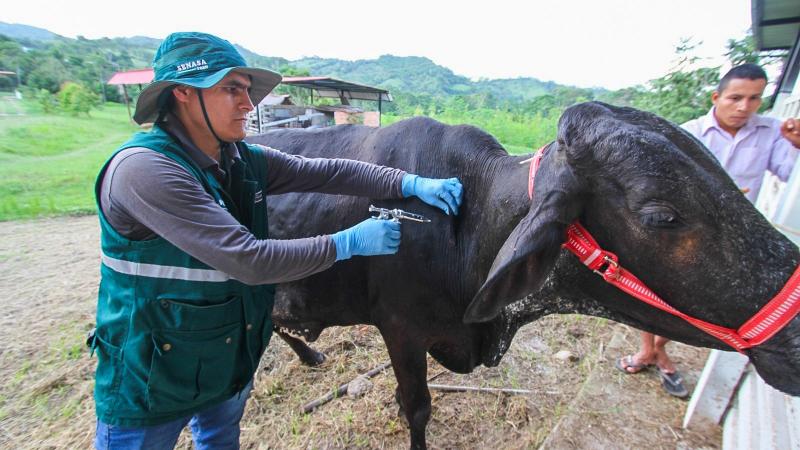 Senasa vacunó a más de 6 millones de animales de crianza en 2024