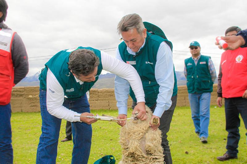 Senasa y Agrorural articulan acciones para atender más 7 mil ovinos frente a heladas