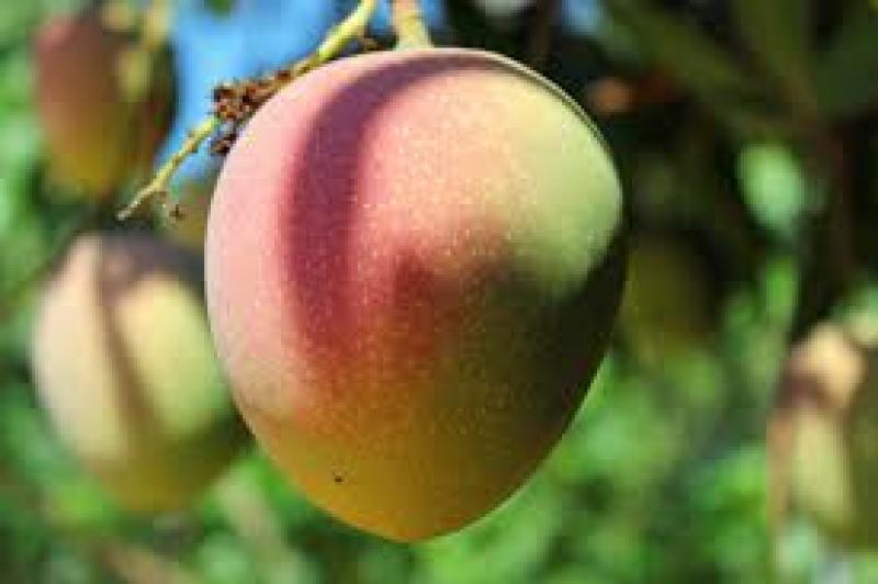 Senasa y productores de mango fortalecerán acciones sanitarias para mantener exportación a Europa