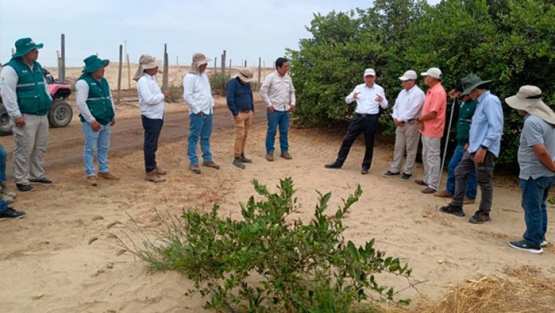 Senasa y productores de Piura realizan monitoreo permanente para evitar el ingreso de peligrosa plaga que afecta a los cítricos