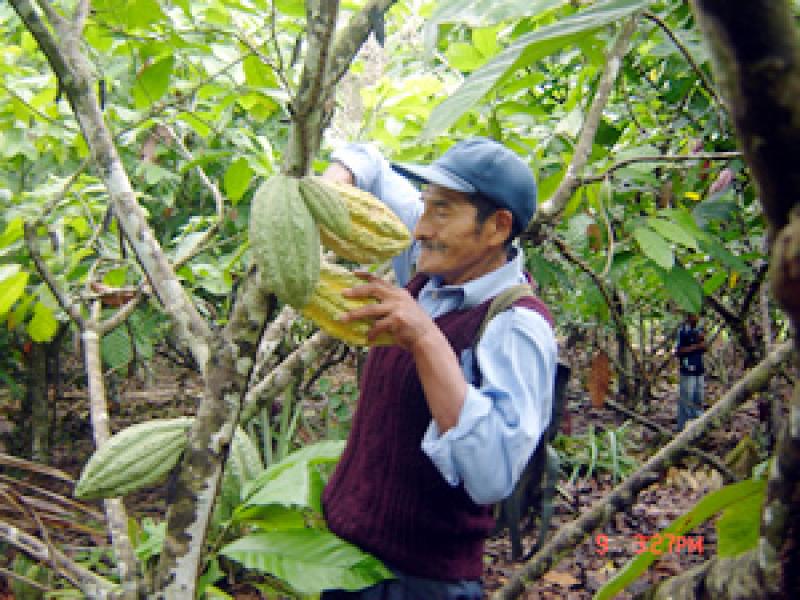 Sequía está afectando cultivos de cacao y cítricos en San Martín