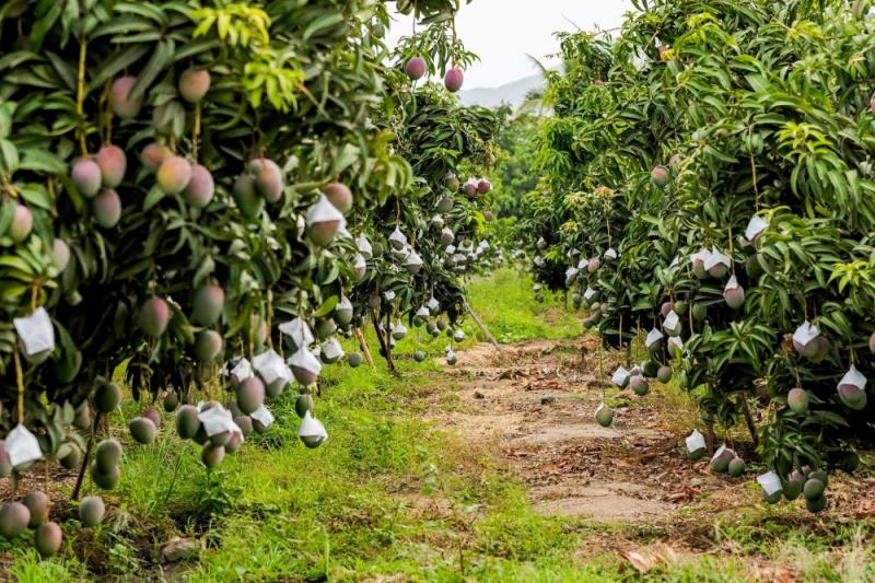 Sequía y fuerte calor afectan la campaña de mango al acelerar la maduración del fruto