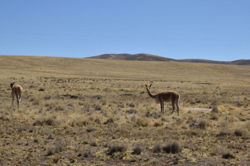 Serfor autorizó manejo sostenible de 38.227 vicuñas en los últimos 5 años en Puno