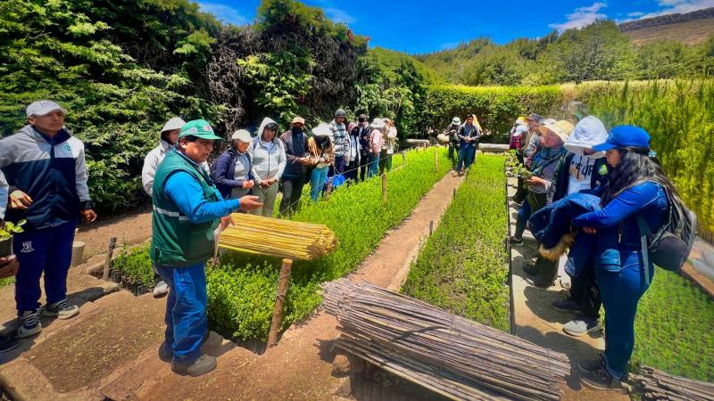 Serfor diseñará y supervisará la instalación de plantaciones forestales comerciales