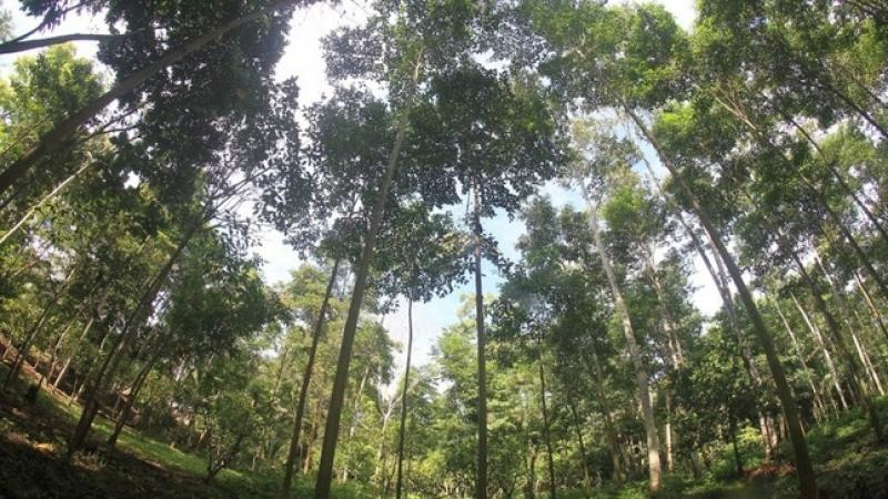 Serfor: Programa de Financiamiento para Plantaciones Forestales generará más de 30 mil puestos de trabajo