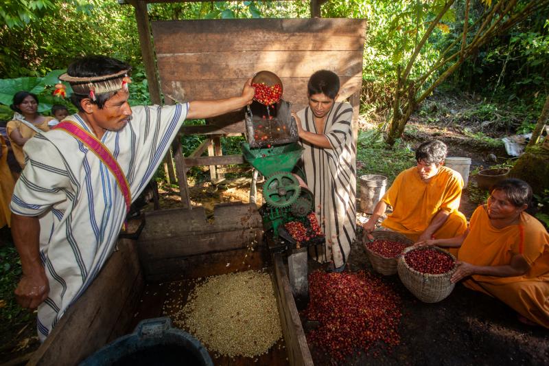 Serfor promueve la producción de café de aroma especial bajo sombra de árboles en Junín