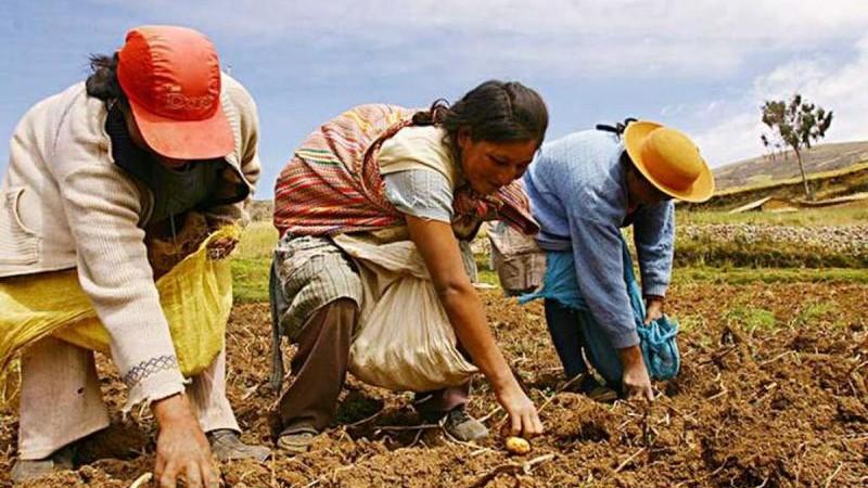 Servicios por Impuestos: puede ser una oportunidad para la agricultura peruana