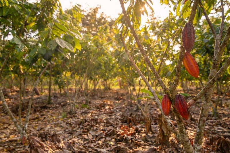 Si no demostramos que el cacao peruano está libre de deforestación, corremos el riesgo de perder el mercado de Europa