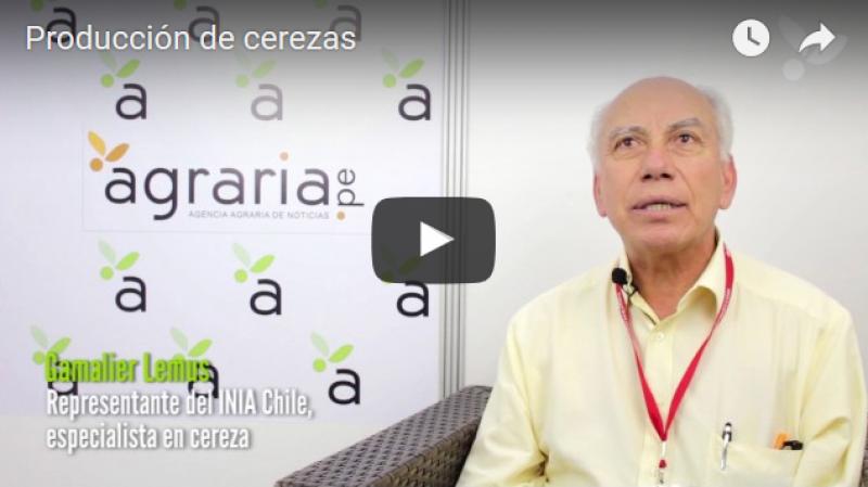 “Si Perú apuesta por el cultivo de cerezo  deberá enfocarse en el negocio como fruta fresca”