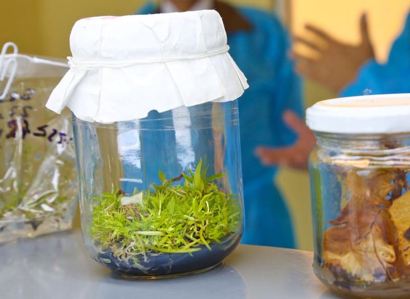 Siembran semillas de banano orgánico en tierras de proyecto Chinecas