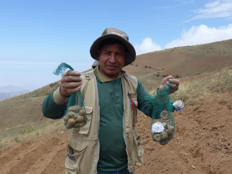 Siembran y preservan 210 variedades de papas nativas en la sierra de Áncash