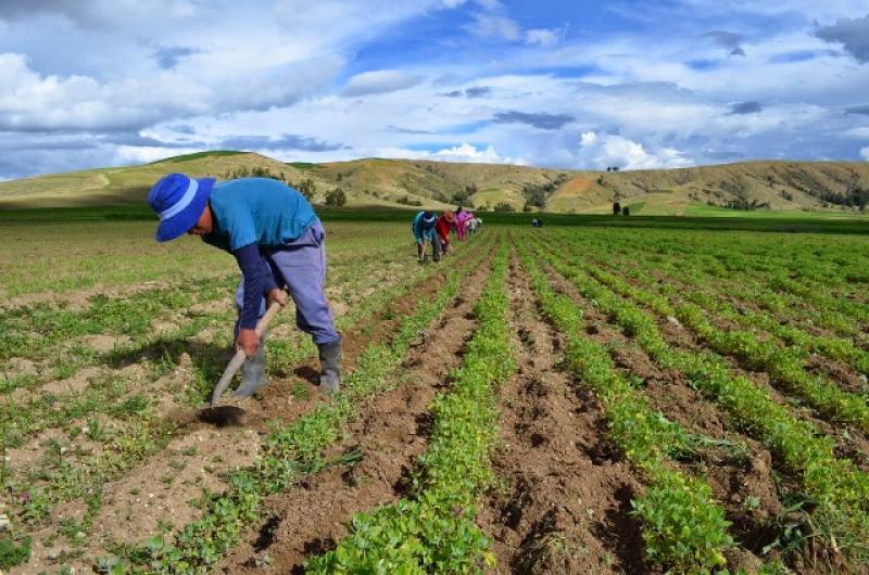 SIEMBRAS EN LA REGIÓN JUNÍN SOBREPASARÍAN LAS 90 MIL HECTÁREAS