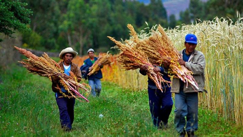 SIERRA EXPORTADORA APALANCÓ S/ 21.4 MILLONES DE FONDOS CONCURSABLES PARA COMPETITIVIDAD DE PRODUCTORES ANDINOS