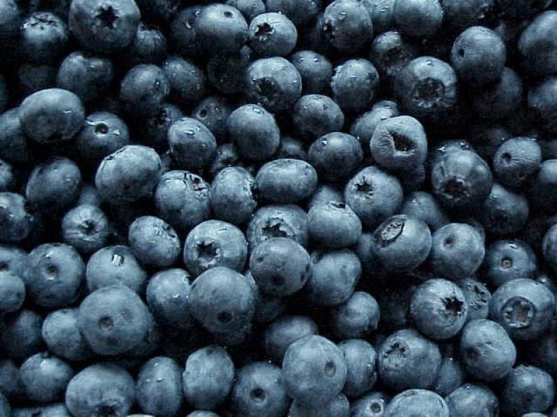 SIERRA EXPORTADORA INSTALARÁ PARCELADAS DE BERRIES EN LAMBAYEQUE 