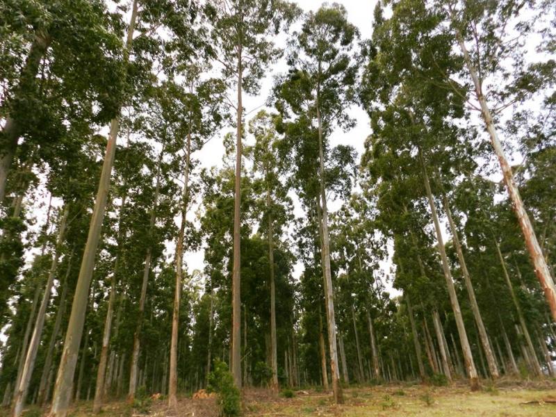 Sierra y Selva Exportadora promueve oportunidades de inversión en forestación