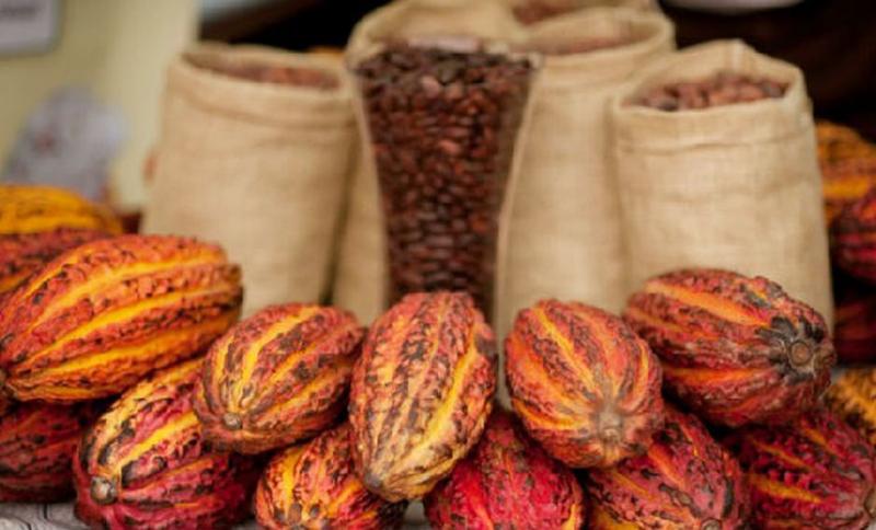 Siguiendo a África, productores de cacao en Latinoamérica evalúan precio mínimo