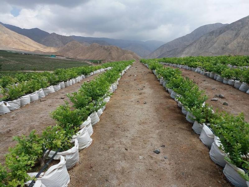 Simplifican procedimientos para saneamiento físico legal de propiedades agrarias