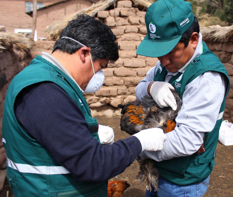 Simulacro de influenza aviar puso en alerta a pobladores de Lurín