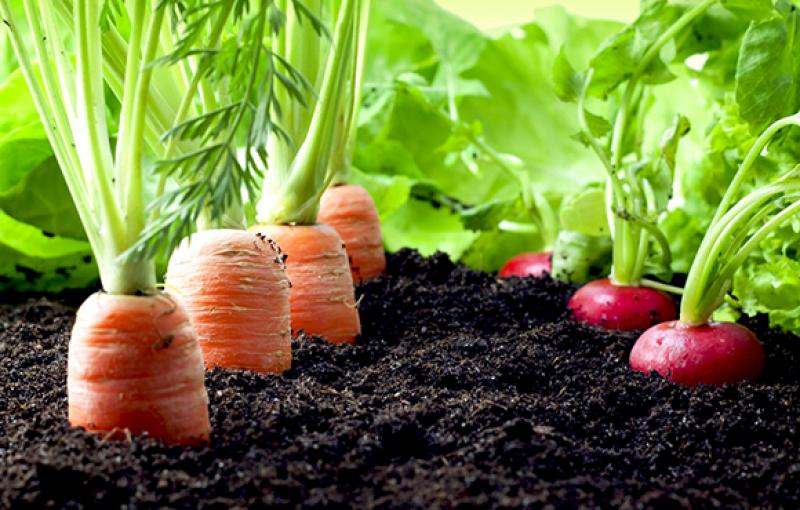 Sin suelos sanos peligra la seguridad alimentaria