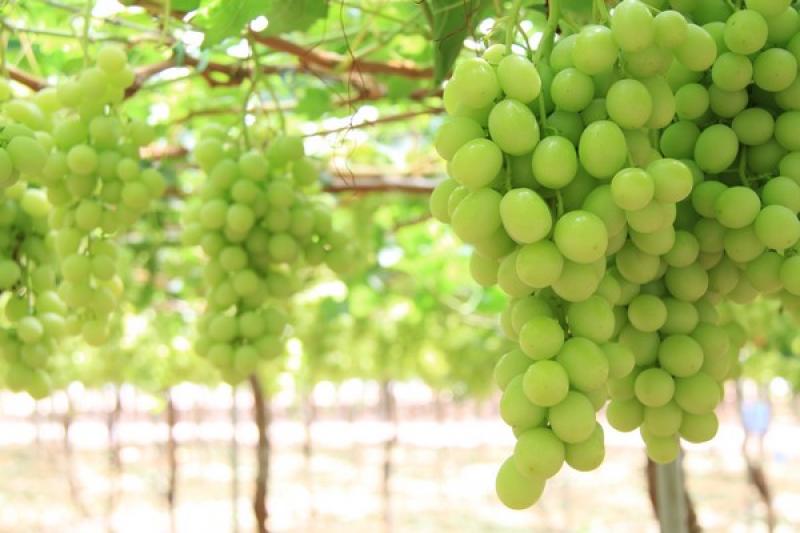 SNFL instaura protocolo para enviar nuevas variedades de uva directamente desde España a Perú