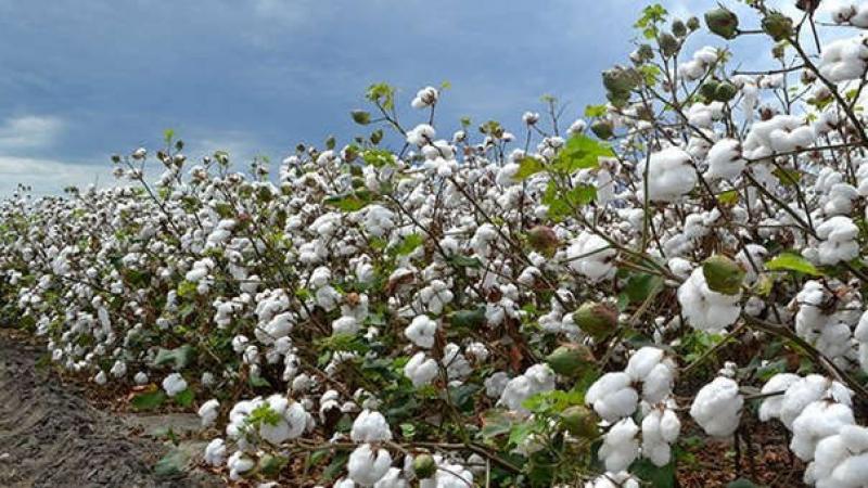 SNI: 15 mil hectáreas de algodón se instalarían en la presente campaña