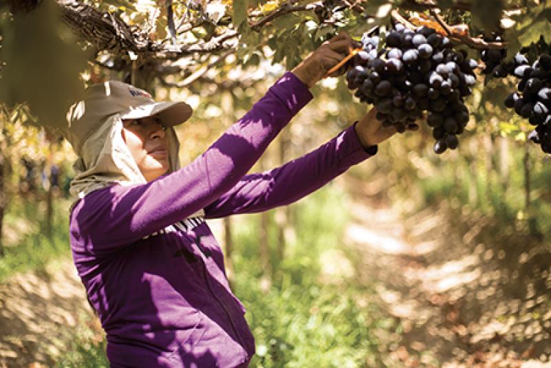 Sociedad Agrícola Rapel exportaría 3.500 contenedores de uva de mesa en la campaña 2021/2022