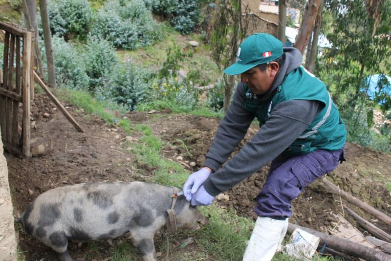 Solo se ha presentado un caso de Peste Porcina Clásica en Lambayeque