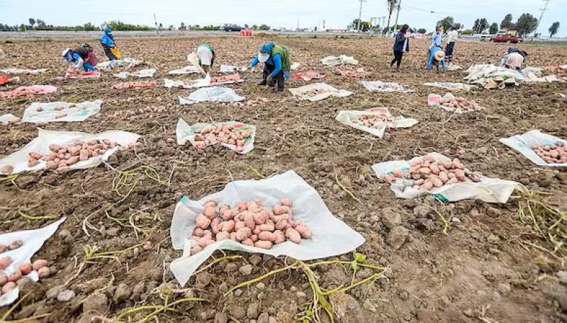 Southern Perú implementaría una represa en que impulsaría agro en Valle del Tambo