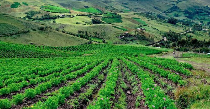 Superficie agrícola de Perú alcanzó las 11.2 millones de hectáreas en 2024: caída de -3.45% frente a las 11.6 millones de hectáreas de 2018