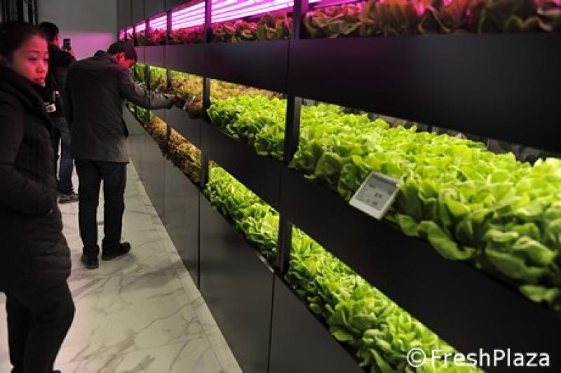 Supermercado chino vende al público lechugas listas para cosechar