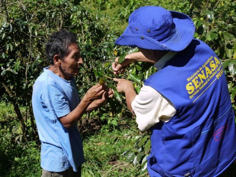 TACNA: 400 AGRICULTORES FUERON CAPACITADOS EN MANEJO DE PLAGAS EN CULTIVOS