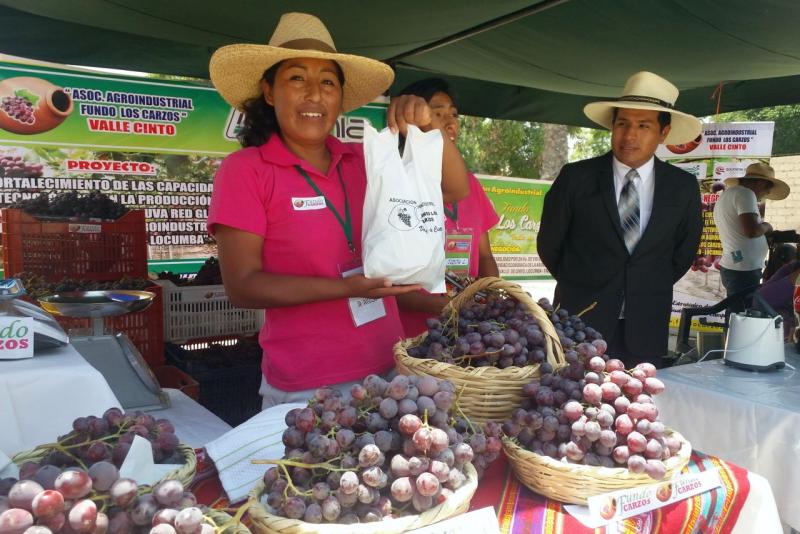 Tacna: agricultores de Locumba duplican rendimiento de uva Red Globe