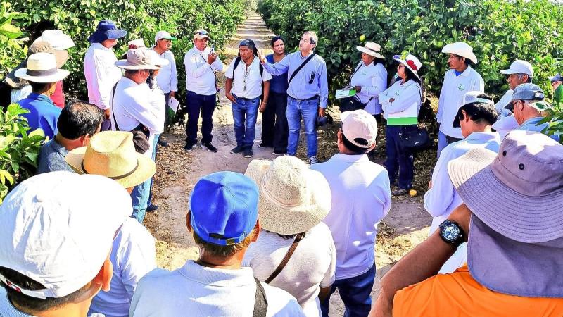 Tacna: Agromercado y Procitrus impulsan producción de naranja con enfoque comercial