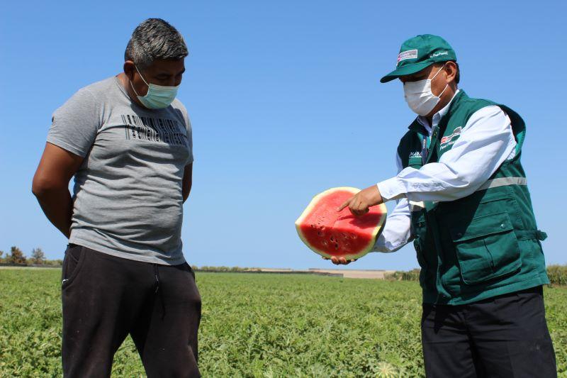Tacna: certificaron más de 11 mil toneladas de sandía para exportación a Chile